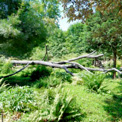 Lyons La Forêt